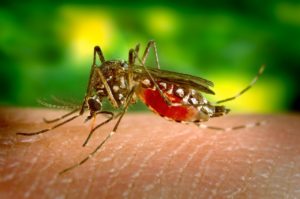 Zika virus spreads commonly via certain species of mosquitos.