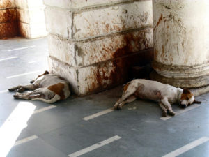 A very common sight for Indian streets and public buildings; after effects of chewable tobacco