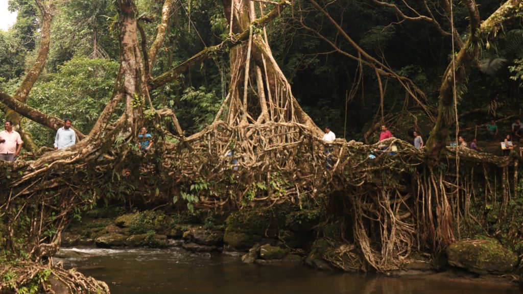 A glimpse of the Living Root Bridge