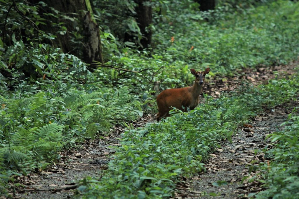 A Barking Deer caught unaware at the Buxa Tiger Reserve