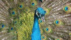 The peacock has been widely discussed following the High Court Judge's comments