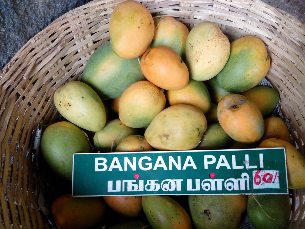 mango_banganapalli_variety