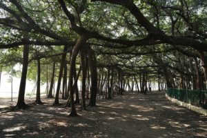 Great banyan tree howrah