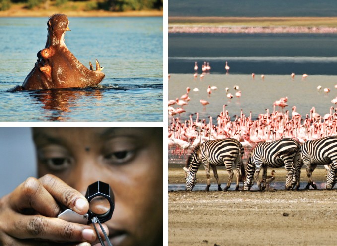 Botswana is well known for some of the best wildlife reserves and the most important natural resource - diamonds