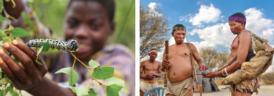 (Left) Multi-coloured Mopane worms are part of the local delicacy of San people;(Right) San men making weapons;