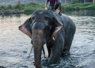 Les derniers éléphants de Delhi