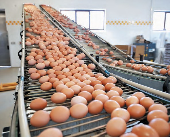 The automatic production line for eggs