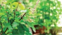El tulsi