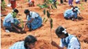 Reforestation : les forêts au coeur du débat