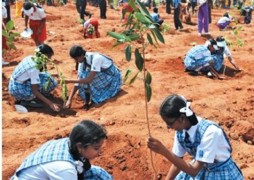 Reforestation : les forêts au coeur du débat