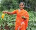 Organic Food