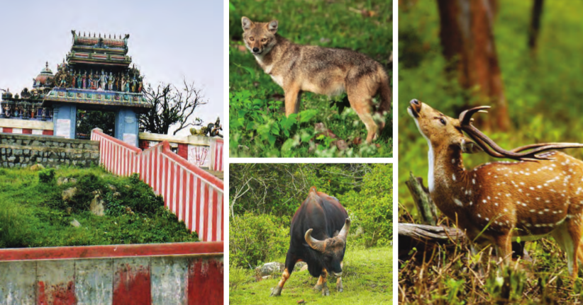 (Clockwise from extreme left) Tiger crossing the pathway; Gopala Swamy Temple: At 19 km from Bandipur National Park makes for a beautiful sight; A Jackal looking for his prey; Spotted deer with antlers; Indian bison w– the largest extant bovine