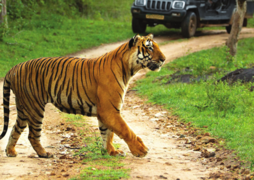 A safari in the Buxa Tiger Reserve