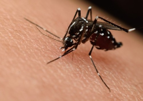 Monsoon in Delhi brings Dengue outbreak fears