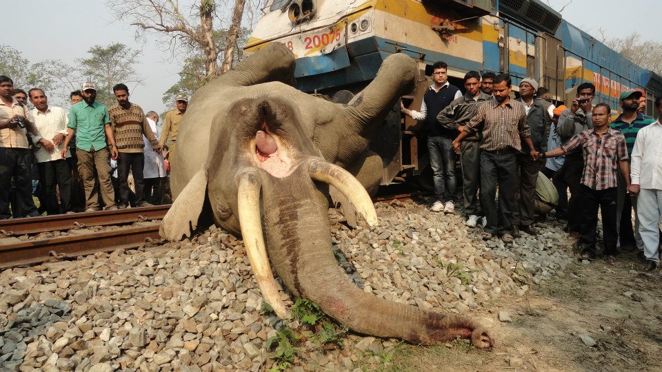 According to a report by the Elephant Task force, 150 Elephants were crushed to death by speeding trains between 1987 and 2010.