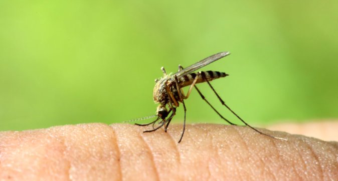 The fear of dengue outbreak is revived in the capital