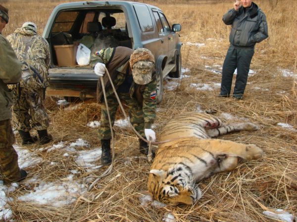 The big cat's habitat is now limited to 7 pc of its original range. Poaching of the tiger is not the only reason for deaths but there are several other issues and all these can be referred to as loss of the quality of tiger habitat.