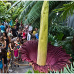 7. Denver, United States - August 19, 2015 : It became the most famous flower of Denver when the corpse flower bloomed at Denver Botanic Garden. The Garden received about 30,000 visitors in just 10 days - throughout the flower’s maturity process.