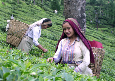Indemnity for small tea growers in India