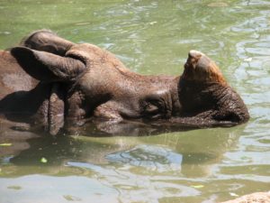 One horned Rhinos are in danger in Assam