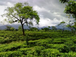 The tea estates in the Dooars makes for a great getaway spot in West Bengal