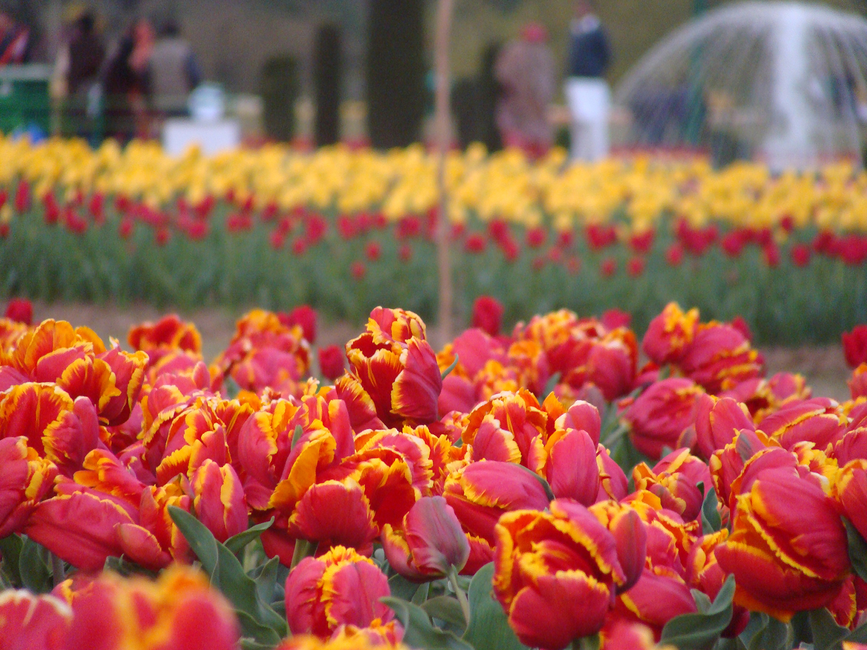 The tulip garden is seen as a milestone in making holidays memorable for thousands of domestic and foreign tourists who come to the Valley