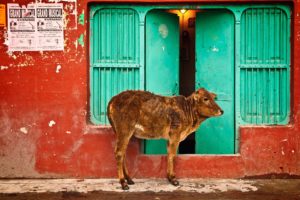 The cow, considered holy by many, is an important part of the political conversation in India these days