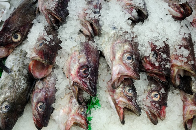 Fish not freshly caught if consumed can lead to health hazzards