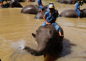 A visit to the Thai Elephant Conservation Centre