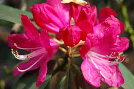 The goodness of the Rhododendron arboreum