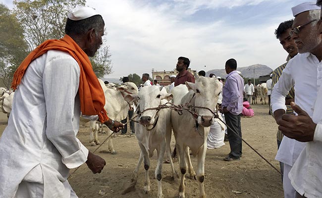Cows are increasingly traded across the Indian borders illegally