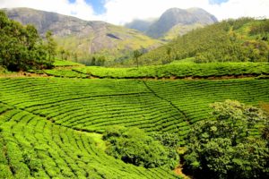 Tea plantations in India make for a green and clean vacation