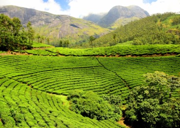 Four tea plantations to stay at while in India
