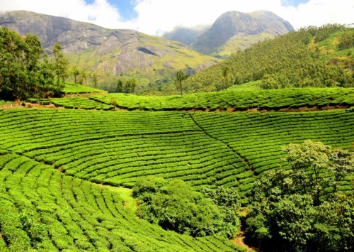 In the rolling hills of Munnar