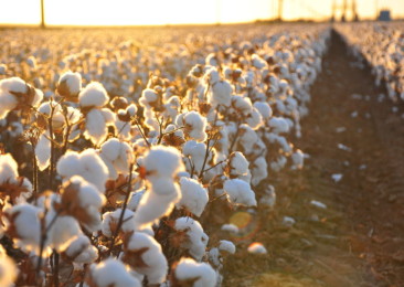 Trends in Indian Cotton