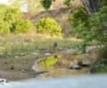 Un safari dans la jungle du parc national Jim Corbett