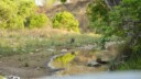 Un safari dans la jungle du parc national Jim Corbett