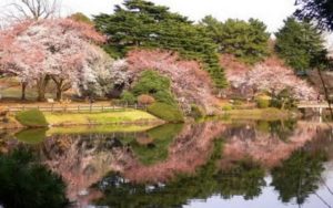 shinjuku-gyoen-national-garden