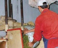 Muscatel of Darjeeling