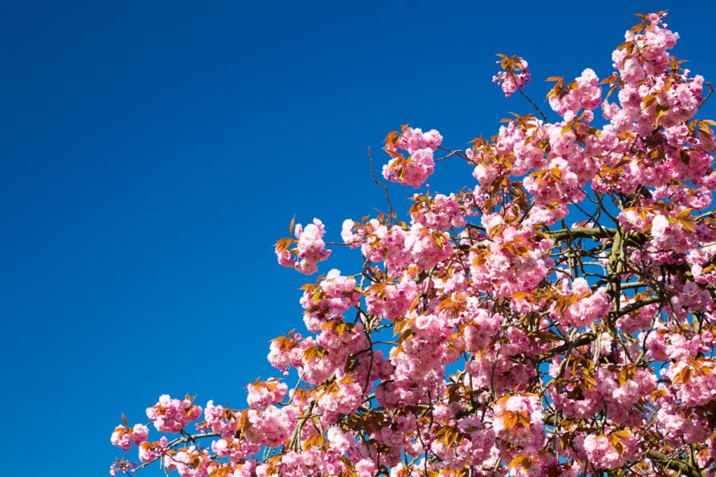The India International cherry blossom festival will be held in Meghalaya this November