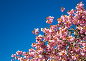 Cherry Blossom Festival in Meghalaya