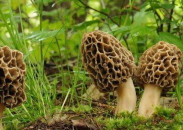 The occurrence and use of Gucchi mushrooms