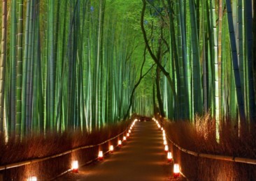 The enchanting Sagano Bamboo Forest in Japan