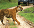 La reserva de tigres de Bandipur
