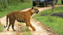 La reserva de tigres de Bandipur