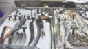 Marine Food Exports