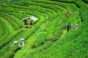 The exports have yielded revenue of USD785.92 from tea exports, during FY 2017-18