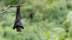 The virus can be transferred through infected bats, pigs or humans who have been infected