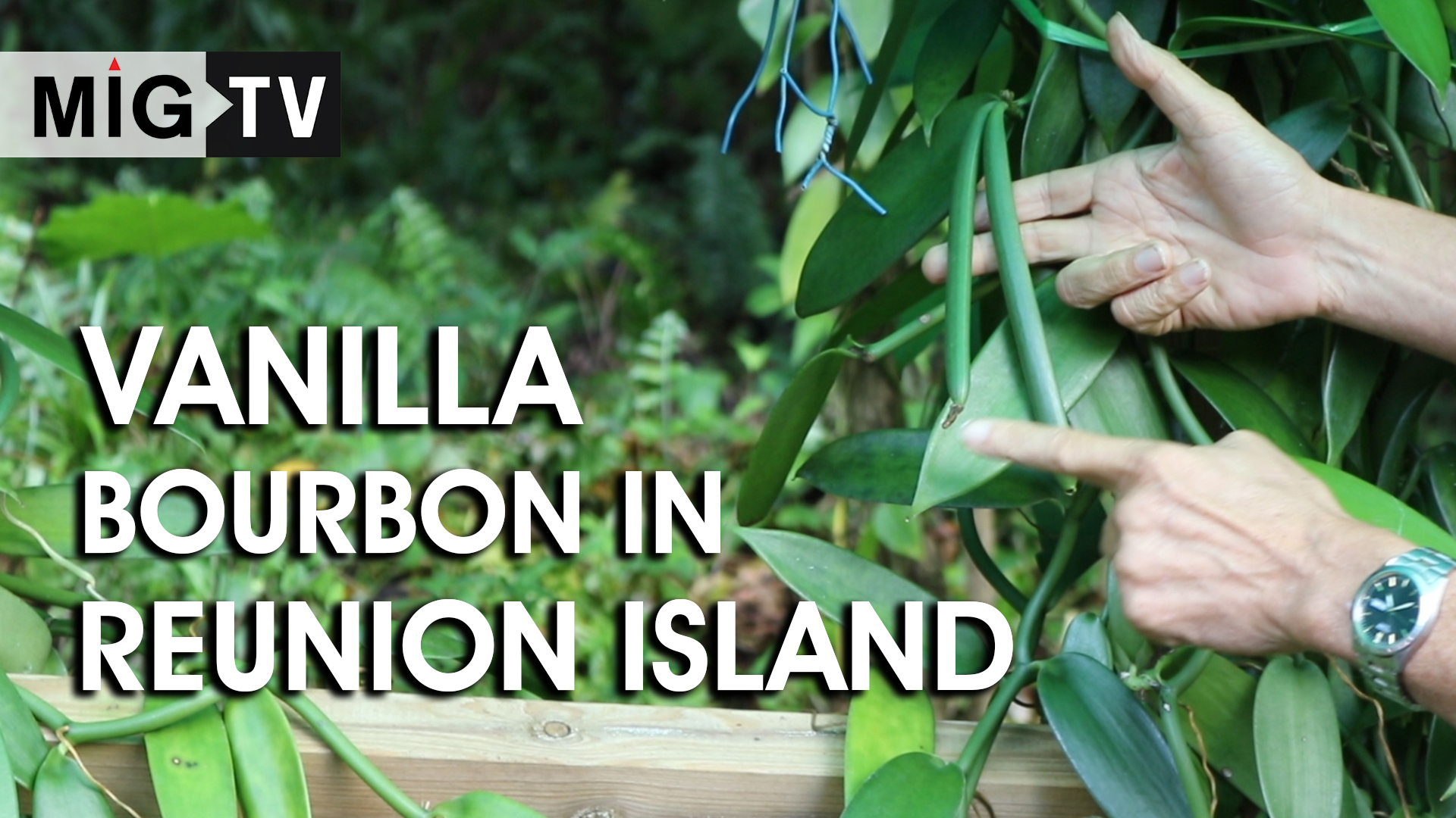 vanilla-bourbon-in-reunion-island-media-india-group