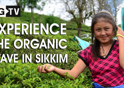 The organic wave in Sikkim